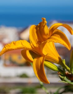 Hemerocallis Aten – Hémérocalle - Fleur en gros plan