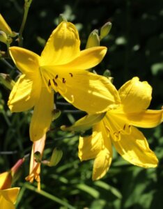 Hemerocallis Corky – Hémérocalle - Fleurs