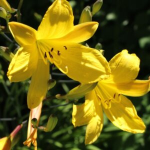 Hemerocallis Corky – Hémérocalle - Fleurs