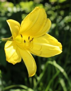 Hemerocallis Corky – Hémérocalle - Fleur en gros plan
