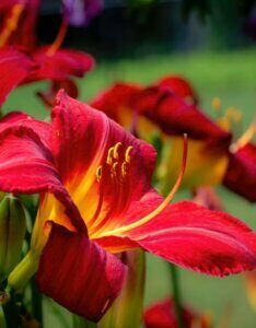 Hemerocallis Crimson Pirate – Hémérocalle - Fleur en gros plan