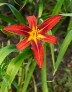 Hemerocallis Crimson Pirate – Hémérocalle - Fleur en gros plan
