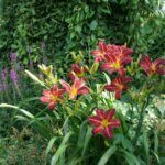 Hemerocallis Crimson Pirate – Hémérocalle - Vue d'ensemble