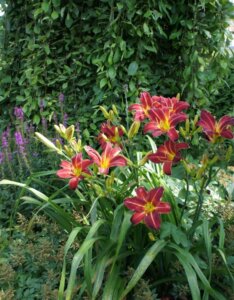 Hemerocallis Crimson Pirate – Hémérocalle - Vue d'ensemble