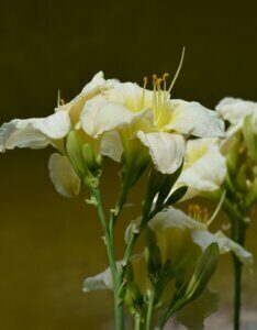 Hemerocallis Gentle Shepherd – Hémérocalle - Fleur