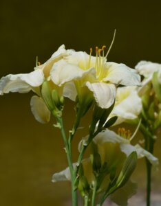 Hemerocallis Gentle Shepherd – Hémérocalle - Fleur