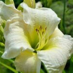 Hemerocallis Gentle Shepherd – Hémérocalle - Fleur en gros plan