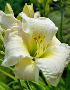 Hemerocallis Gentle Shepherd – Hémérocalle - Fleur en gros plan