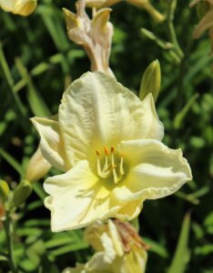 Hemerocallis Gentle Shepherd – Hémérocalle - Fleur en gros plan