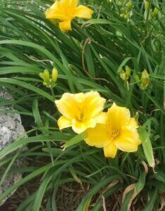 Hemerocallis Happy Returns – Hémérocalle - Vue d'ensemble