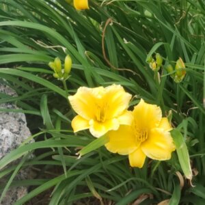 Hemerocallis Happy Returns – Hémérocalle - Vue d'ensemble