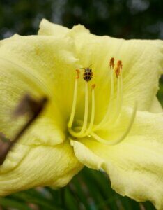 Hemerocallis Happy Returns – Hémérocalle - Fleur en gros plan