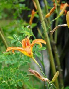 Hemerocallis Rajah – Hémérocalle - Fleur