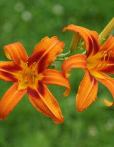 Hemerocallis Rajah – Hémérocalle - Fleurs