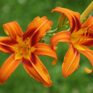 Hemerocallis Rajah – Hémérocalle - Fleurs