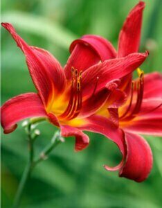 Hemerocallis Sammy Russell – Hémérocalle - Fleur en gros plan
