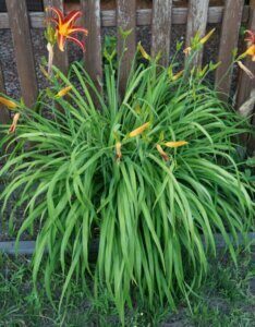 Hemerocallis Sammy Russell – Hémérocalle - Vue d'ensemble