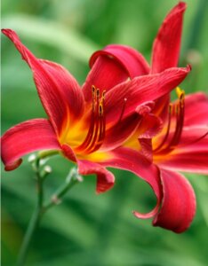 Hemerocallis Sammy Russell – Hémérocalle - Fleur en gros plan