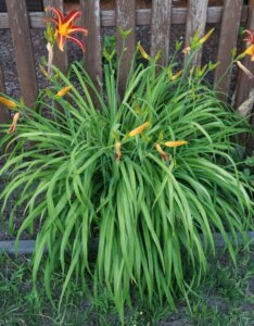 Hemerocallis Sammy Russell – Hémérocalle - Vue d'ensemble