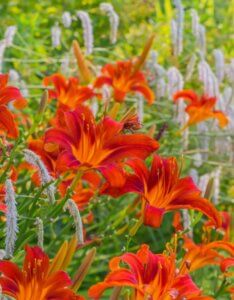 Hemerocallis Sammy Russell – Hémérocalle - Fleurs