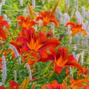 Hemerocallis Sammy Russell – Hémérocalle - Fleurs