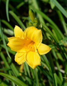 Hemerocallis Stella de Oro – Hémérocalle - Fleur en gros plan