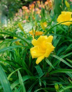 Hemerocallis Stella de Oro – Hémérocalle - Fleurs