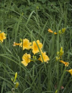 Hemerocallis Stella de Oro – Hémérocalle - Fleurs