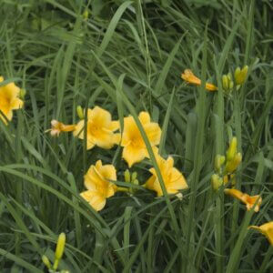 Hemerocallis Stella de Oro – Hémérocalle - Fleurs