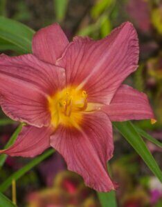 Hemerocallis Summer Wine – Hémérocalle - Fleur en gros plan