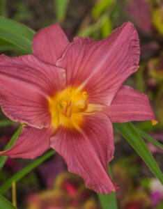 Hemerocallis Summer Wine – Hémérocalle - Fleur en gros plan