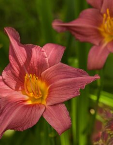Hemerocallis Summer Wine – Hémérocalle - Fleur en gros plan