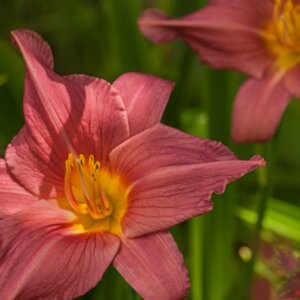 Hemerocallis Summer Wine – Hémérocalle - Fleur en gros plan