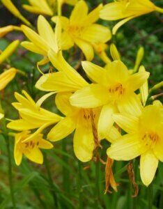 Hemerocallis citrina – Hémérocalle citron - Fleurs
