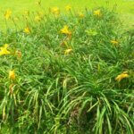 Hemerocallis citrina – Hémérocalle citron - Vue d'ensemble