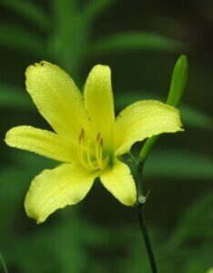 Hemerocallis citrina – Hémérocalle citron - Fleur en gros plan