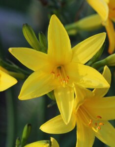 Hemerocallis lilioasphodelus – Hémérocalle jaune citron - Fleur en gros plan
