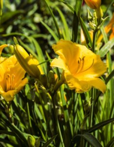 Hemerocallis lilioasphodelus – Hémérocalle jaune citron - Fleurs