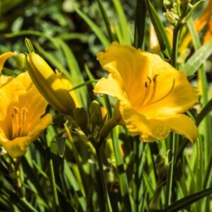 Hemerocallis lilioasphodelus – Hémérocalle jaune citron - Fleurs