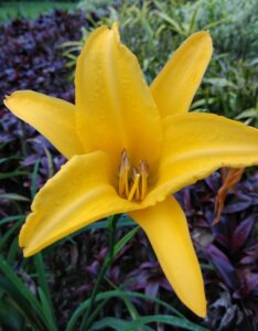 Hemerocallis lilioasphodelus – Hémérocalle jaune citron - Fleur en gros plan