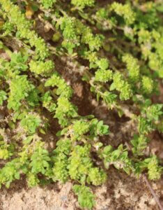 Herniaria glabra – Herniaire glabre - Feuillage en gros plan