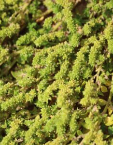 Herniaria glabra – Herniaire glabre - Feuillage en gros plan