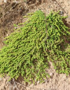 Herniaria glabra – Herniaire glabre - Vue d'ensemble