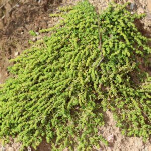 Herniaria glabra – Herniaire glabre - Vue d'ensemble