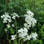 Hesperis matronalis Alba – Julienne des dames blanche - Vue d'ensemble