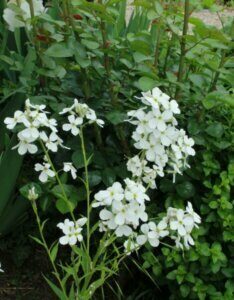 Hesperis matronalis Alba – Julienne des dames blanche - Vue d'ensemble