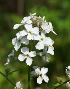 Hesperis matronalis Alba – Julienne des dames blanche - Fleurs en gros plan