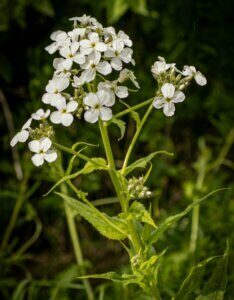 Hesperis matronalis Alba – Julienne des dames blanche - Fleurs