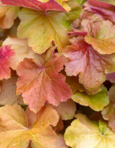 Heuchera Caramel – Heuchère - Feuillage en gros plan