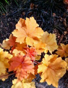 Heuchera Caramel – Heuchère - Vue d'ensemble